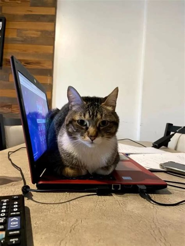 Clever Cat Breaks TV As A Way To Get More Attention