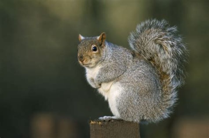 Felony Squirrel On The Run – Last Spotted In Alaska