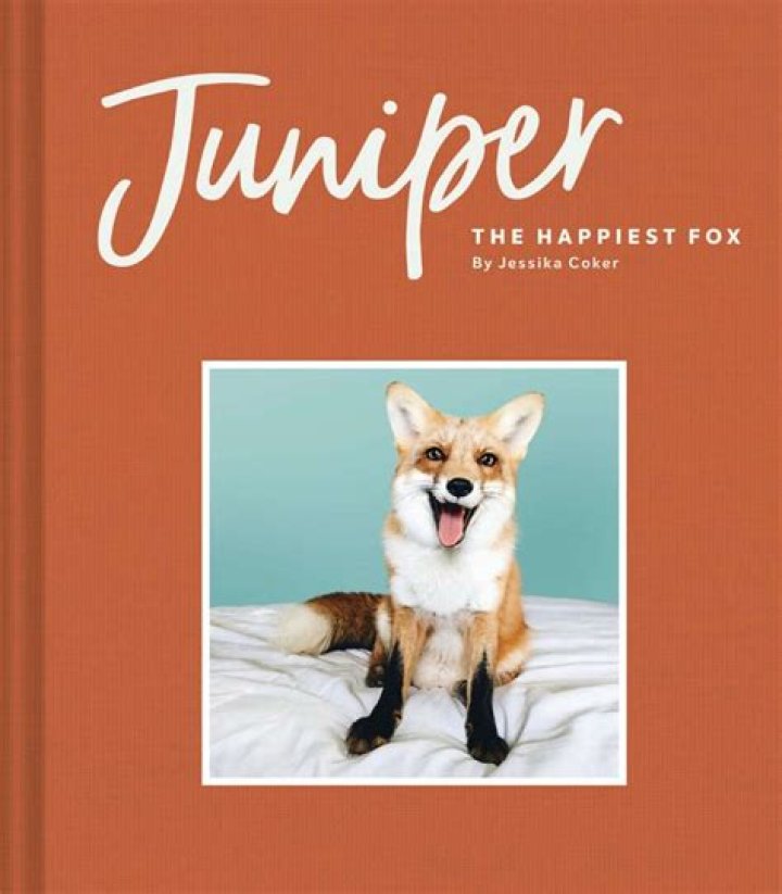 Juniper The Happiest Fox with 1.2 Million Followers