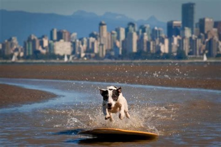 Mini Bull Rufus the Skimboarding Dog Is Cooler Than You